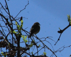 Auriparus flaviceps