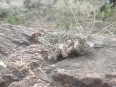 Lepidagathis trinervis