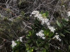 Olearia allomii