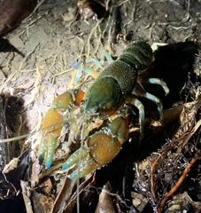 Euastacus hirsutus