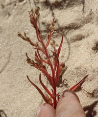 Corispermum americanum