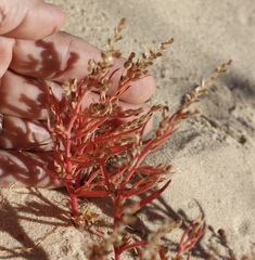 Corispermum americanum