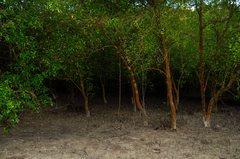 Psidium cattleyanum