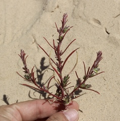 Corispermum americanum