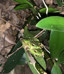 Ranoidea phyllochroa