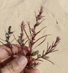 Corispermum americanum