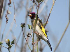 Carduelis carduelis