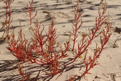 Corispermum americanum