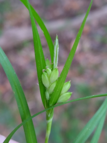 Image of Carex paeninsulae by (c) Scott Ward, some rights reserved (CC BY)