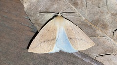 Descoreba simplex