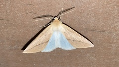 Descoreba simplex