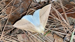 Descoreba simplex