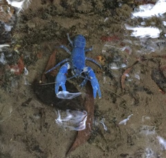 Euastacus hirsutus