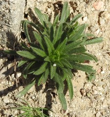 Neatostema apulum