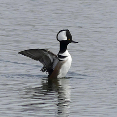 Lophodytes cucullatus
