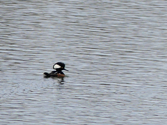 Lophodytes cucullatus