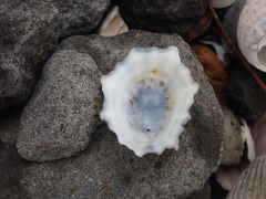 Patelloida saccharina