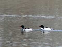 Mergus merganser