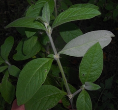Alternanthera axillaris