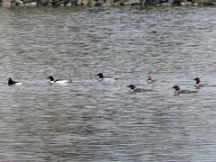 Mergus merganser