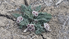Vesper purpurascens