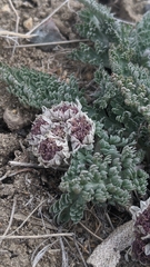Vesper purpurascens