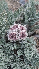 Vesper purpurascens