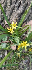 Gagea lutea