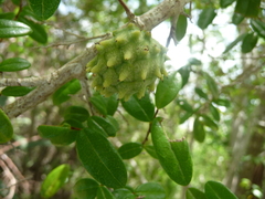 Annona havanensis