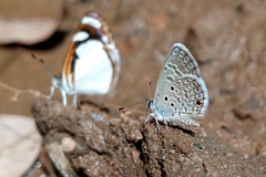 Hemiargus