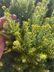 Ozothamnus turbinatus