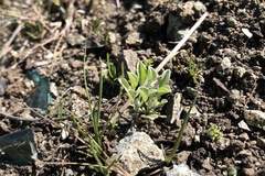 Hesperevax sparsiflora