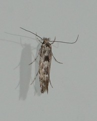 Phyllonorycter apparella