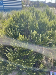 Ozothamnus turbinatus