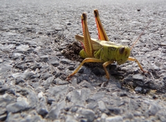 Melanoplus bivittatus