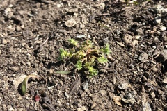 Alchemilla occidentalis