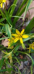Gagea lutea