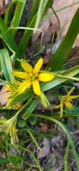 Gagea lutea