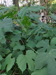 Cnidoscolus aconitifolius aconitifolius