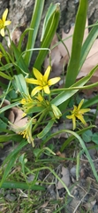 Gagea lutea