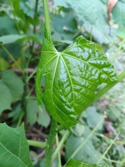 Cnidoscolus aconitifolius aconitifolius