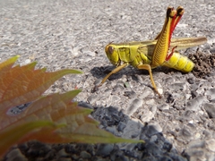 Melanoplus bivittatus