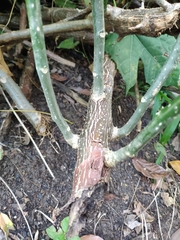 Cnidoscolus aconitifolius aconitifolius