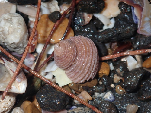 Euchelus atratus