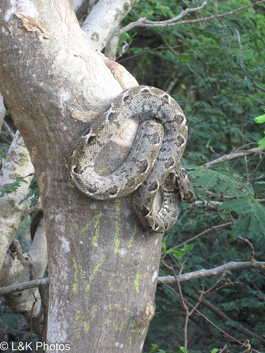 Grenada Tree Boa