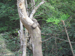 Corallus grenadensis