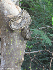 Corallus grenadensis