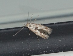 Phyllonorycter apparella