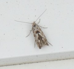 Phyllonorycter apparella