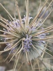 Echinops echinatus